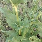 Silphium perfoliatumपत्ता