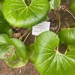 Farfugium japonicum Folha