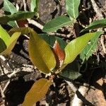 Ficus ingens Leaf