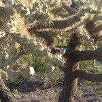 Cylindropuntia fulgida Fruto