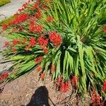 Crocosmia aureaLeaf