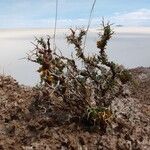 Adesmia horrida Annet
