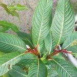 Salix fargesii पत्ता