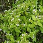 Houstonia purpurea Pokrój