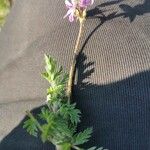 Erodium aethiopicum पत्ता