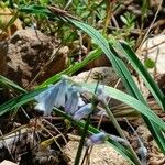 Brimeura amethystina Blomma