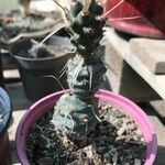 Tephrocactus articulatus Deilen