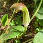 Arisarum vulgare Flower
