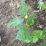 Lonicera canadensis Leaf