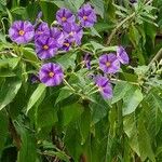 Lycianthes rantonnetii Libunga