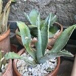 Agave asperrima Leaf