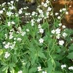 Ranunculus aconitifolius Vekstform