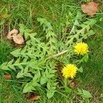 Taraxacum cucullatiforme 形態