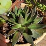 Echeveria affinis Ліст