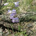 Penstemon cobaea Flower