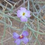 Marcus-kochia littorea Flower