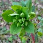 Euphorbia amygdaloides Fleur
