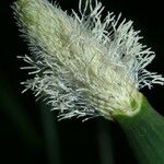 Eleocharis elegans Fruit