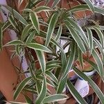 Chlorophytum comosum List