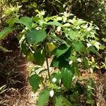 Mussaenda frondosa Habit