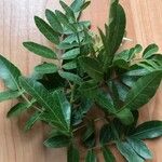 Schinus terebinthifolia Blatt