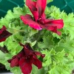 Pelargonium inquinansFlower