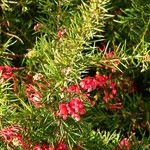 Grevillea juniperina Celota