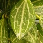Dischidia ovata Leaf