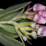 Arctostaphylos canescens 花