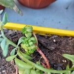 Sedum oreganum Leaf