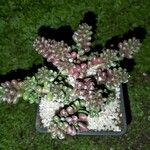 Sedum furfuraceum Blatt