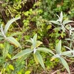 Buddleja albiflora Ліст