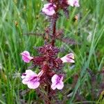 Pedicularis palustris ശീലം