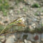 Cardamine resedifolia Vaisius