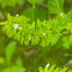 Clinopodium gracile Kvet