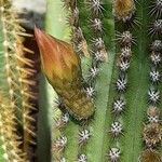 Cleistocactus spp. Flower