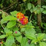 Lantana camaraFlower