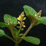 Polygala furcata Hábito