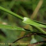 Carex pairae অন্যান্য