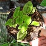 Pilea mollis Leaf