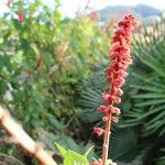 Salvia confertiflora Flower