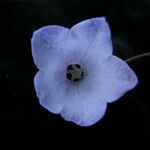 Codonopsis thalictrifolia Fleur