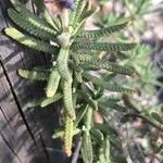 Lavandula dentata Foglia