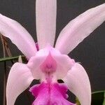 Cattleya intermedia Blüte