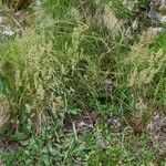 Rumex induratus অভ্যাস