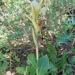 Canna glauca Hábitos