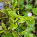 Myosotis sylvatica Blatt