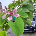 Bauhinia monandra Feuille