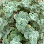 Origanum dictamnus Leaf