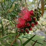 Callistemon linearifolius ᱵᱟᱦᱟ